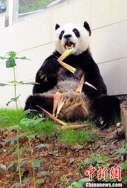 大熊貓“圓圓媽”有望升級為姥姥(圖)
