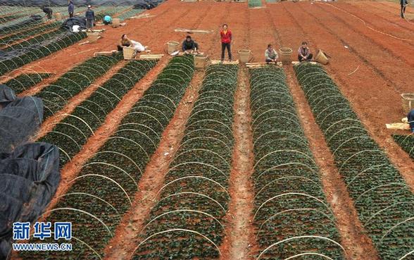 本網(wǎng)記者走基層 見證甕安二十四小時