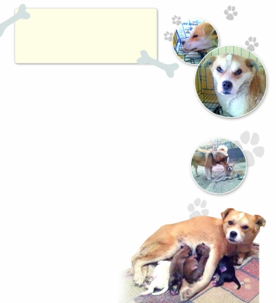 編劇救下殘疾狗 “小不倒兒”創造生命奇跡 圖