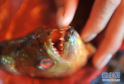 高清大圖：不只是食人魚 警惕“外來物種入侵”