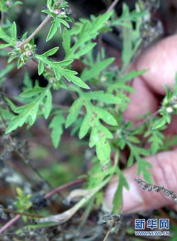高清大圖：不只是食人魚 警惕“外來物種入侵”