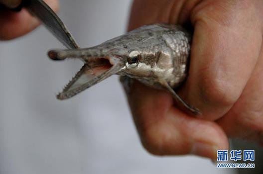 高清大圖：不只是食人魚 警惕“外來物種入侵”