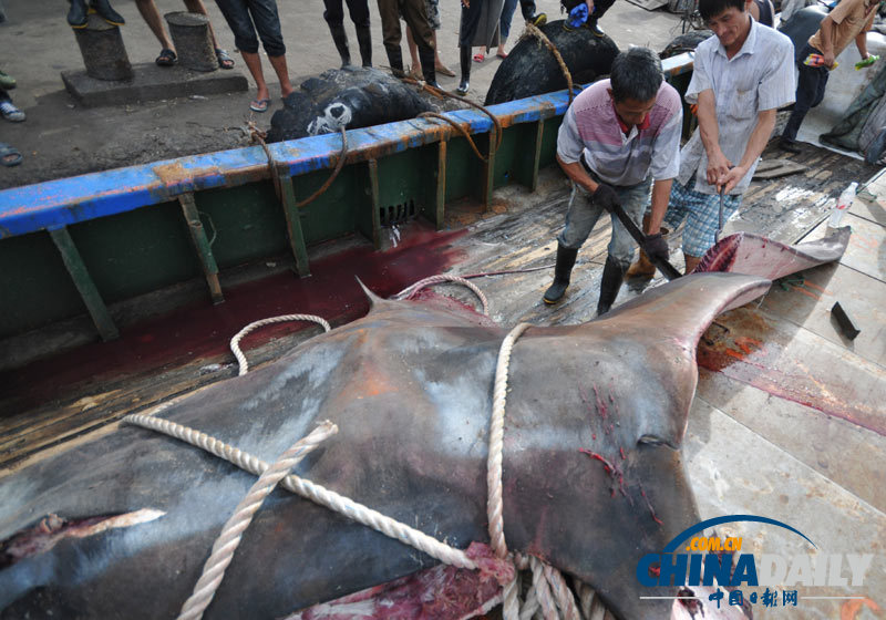 浙江漁民捕獲2000斤巨型“魔鬼魚”切割出售