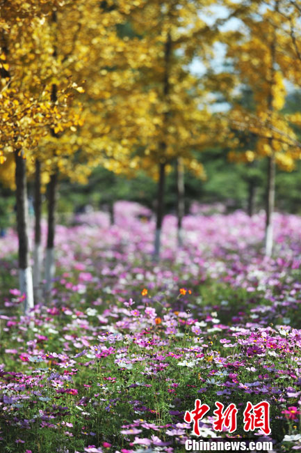 細數京城十大“最美秋天的角落”