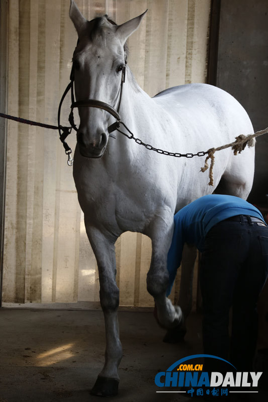 探訪京城頂級馬術(shù)俱樂部