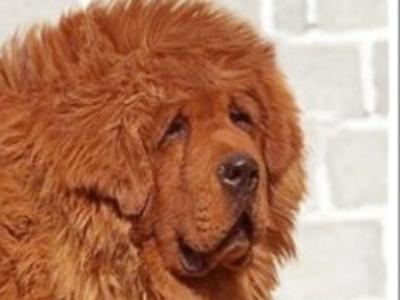 身價(jià)是大熊貓的20倍 盤點(diǎn)世界最貴那些動物/圖