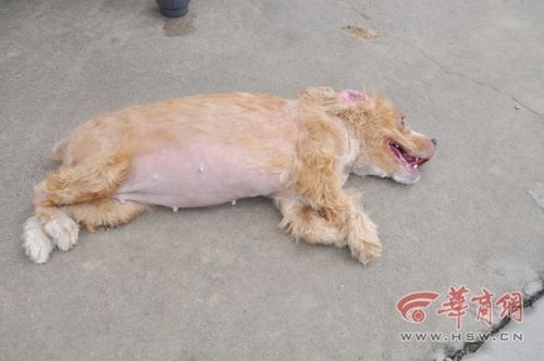 犬只收容所數(shù)十只狗死亡 官方：天熱死幾只正常