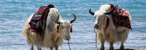 莫言獲諾獎(jiǎng)后書法作贗品泛濫 回應(yīng)：大多非我所作