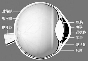 我研發成功首個“人工角膜”