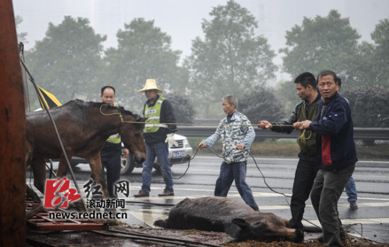 運馬貨車高速上側翻 警察開警車追馬