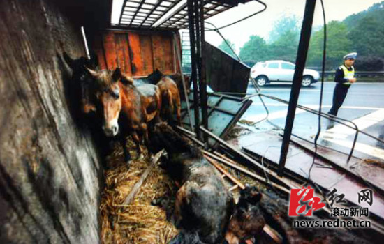 運馬貨車高速上側翻 警察開警車追馬