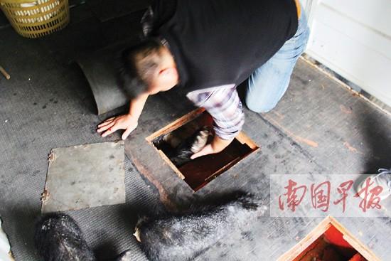 貨車暗藏76只走私熊掌 被截獲前司機棄車而逃(圖)