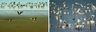 南京石臼湖成候鳥遷徙重要驛站 最多達10萬余只