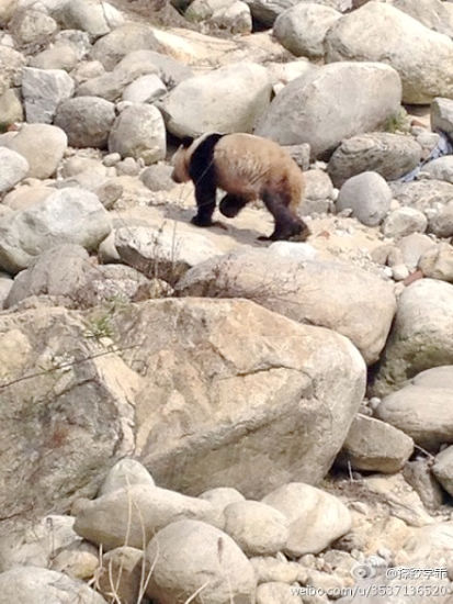 陜西華陽(yáng)鎮(zhèn)頻繁出沒(méi)野生大熊貓 景區(qū)三年出現(xiàn)三次
