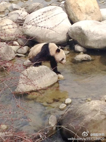 陜西華陽鎮(zhèn)頻繁出沒野生大熊貓 景區(qū)三年出現(xiàn)三次