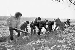 山西代縣18名大學生村官抱團種藥材創業