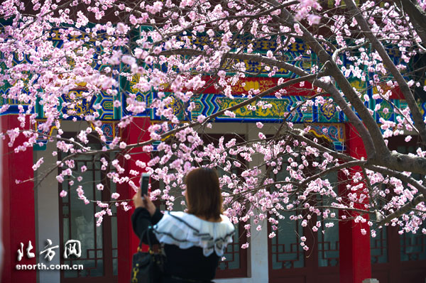 人面桃花相映紅 天津市運河桃花文化旅游節開幕