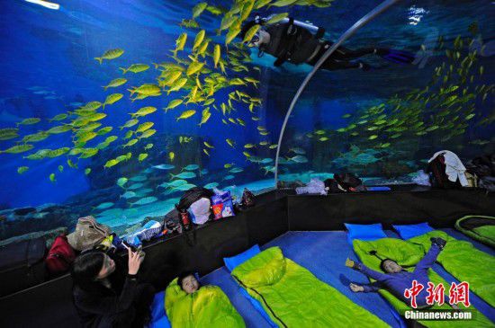 天津游客夜宿海洋館 體驗(yàn)與魚共眠（全文）