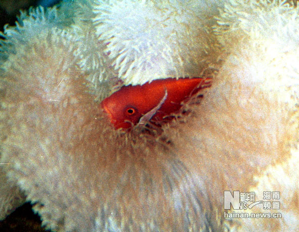 珍貴！1991年西沙科考海量歷史照