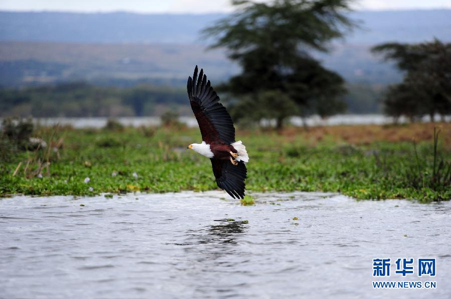 肯尼亞濕地面臨退化威脅