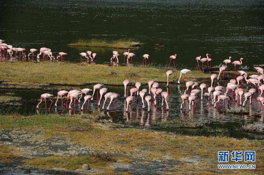 肯尼亞濕地面臨退化威脅