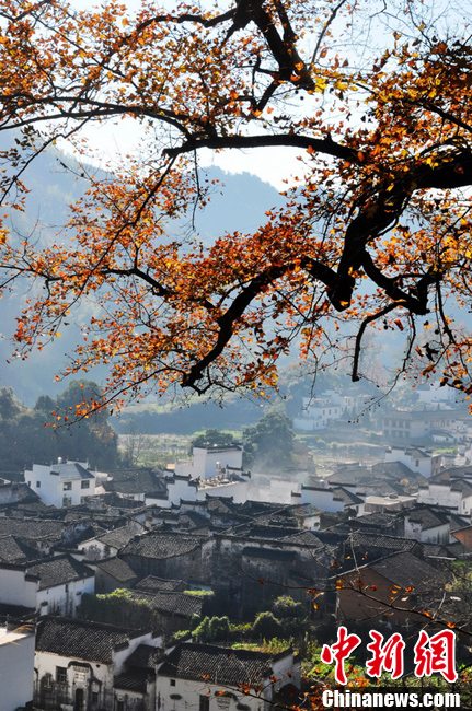 “最美鄉村”江西婺源紅楓引游客紛至沓來