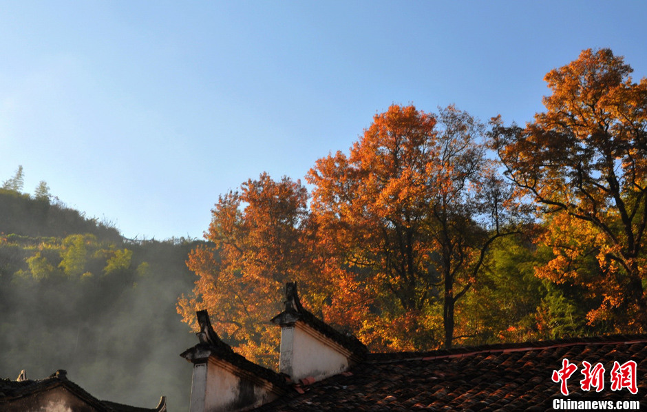 “最美鄉村”江西婺源紅楓引游客紛至沓來