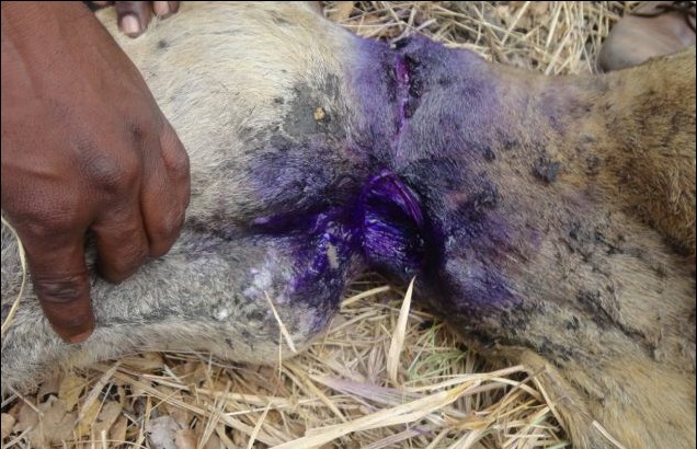 公獅遭“死亡項圈”勒頸3年 命懸一線終獲救