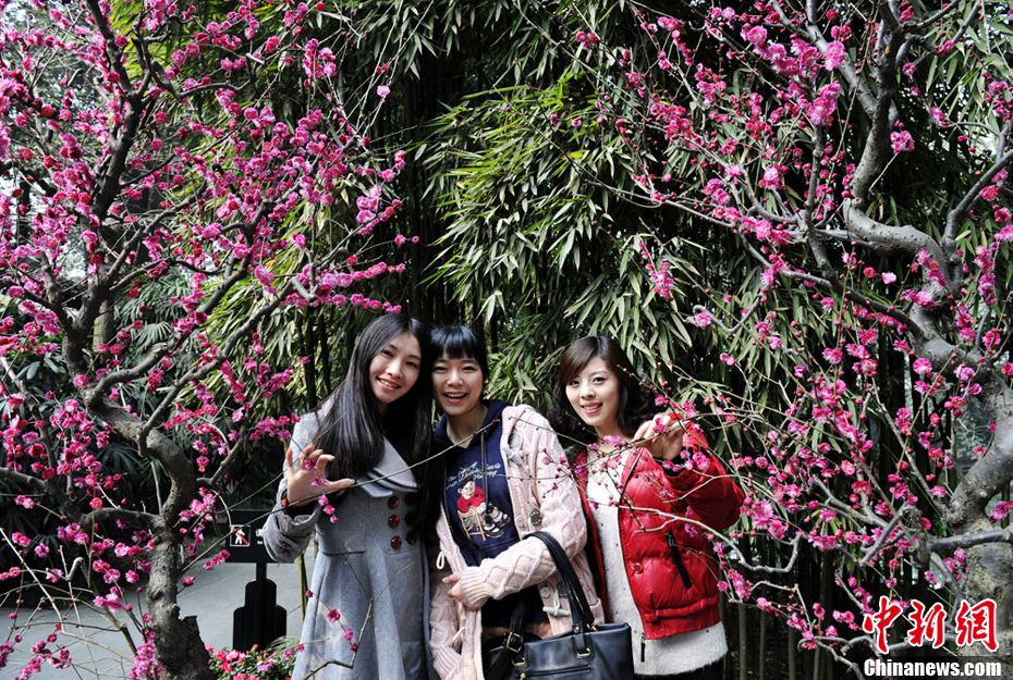 立春時節民眾著唐裝在甫草堂賞梅花