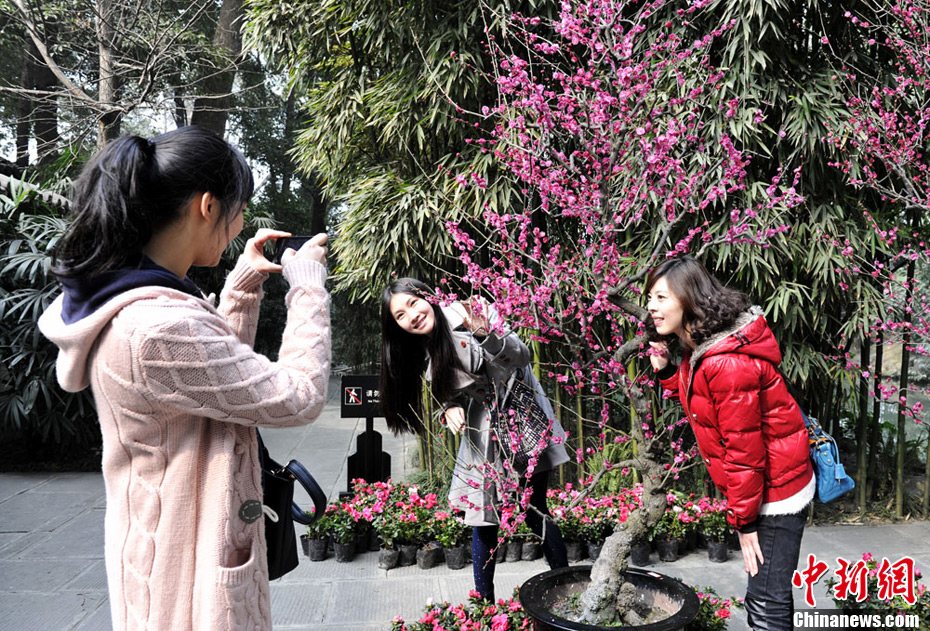 立春時(shí)節(jié)民眾著唐裝在甫草堂賞梅花
