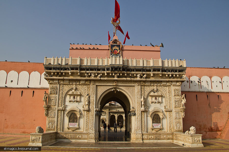 駭人！世界奇怪廟宇之印度“老鼠廟”