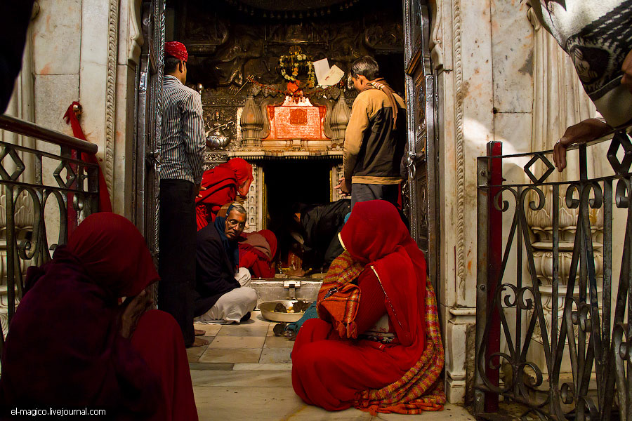 駭人！世界奇怪廟宇之印度“老鼠廟”