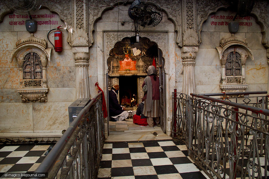 駭人！世界奇怪廟宇之印度“老鼠廟”