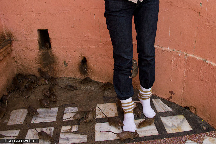 駭人！世界奇怪廟宇之印度“老鼠廟”