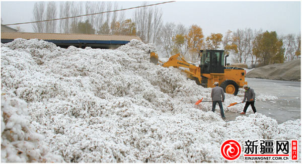 兜底價讓烏魯木齊市棉農(nóng)“有賺頭”