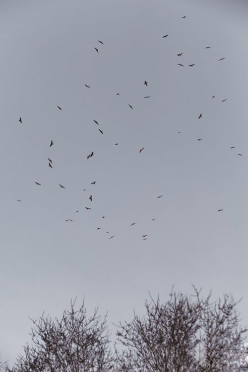 庫爾勒上空千只老鷹集結(jié) 半月后或出現(xiàn)在烏魯木齊上空