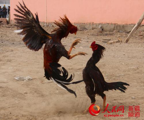 新疆和碩縣慶祝諾茹孜節 上演斗狗斗雞精彩民間活動(圖)