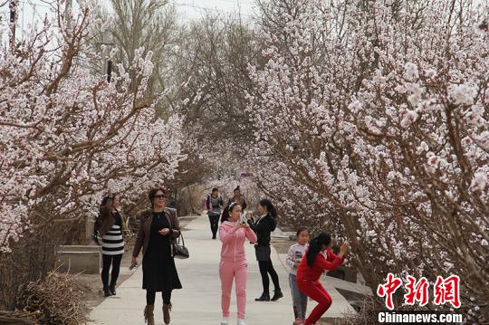 新疆兵團(tuán)團(tuán)場(chǎng)杏花綻放 成春季旅游勝地（組圖）