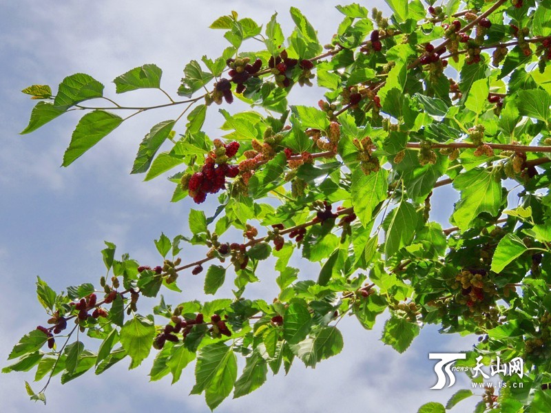 新疆博湖縣：酸甜桑葚成夏季舌尖開胃美食