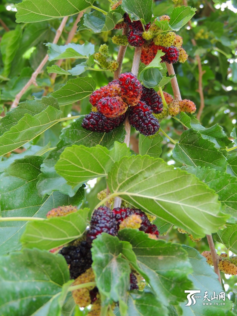 新疆博湖縣：酸甜桑葚成夏季舌尖開胃美食