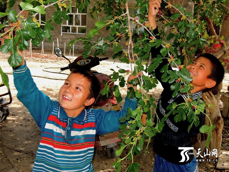 新疆博湖縣：酸甜桑葚成夏季舌尖開胃美食