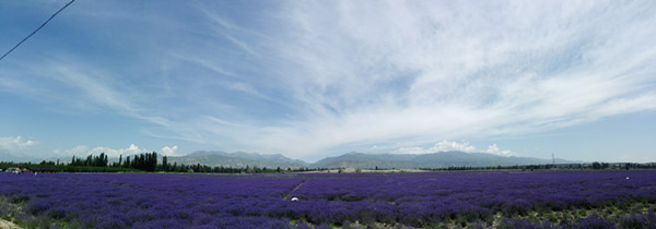 中國·霍城第六屆薰衣草國際旅游節隆重起航
