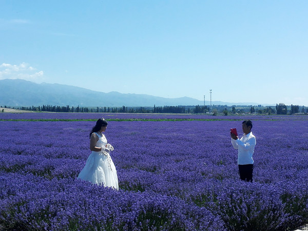 中國·霍城第六屆薰衣草國際旅游節隆重起航
