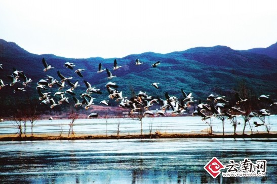 拉市海高原濕地自然保護區 人鳥相戲風景美