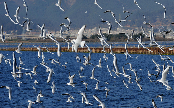云南滇池水生植被及生物多樣性逐步恢復