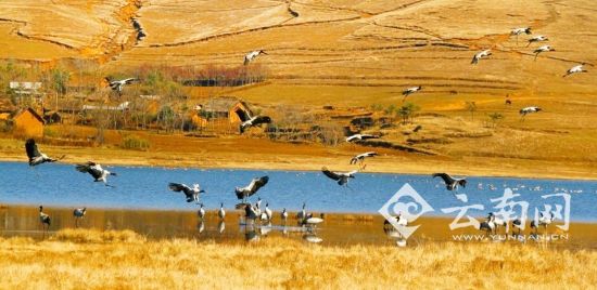 冬天來看鶴舞高原 云南有8大黑頸鶴觀賞地