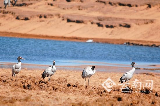 冬天來看鶴舞高原 云南有8大黑頸鶴觀賞地
