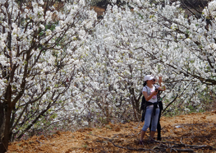 云南個(gè)舊加級(jí)寨梨花溝：千樹萬(wàn)樹梨花開