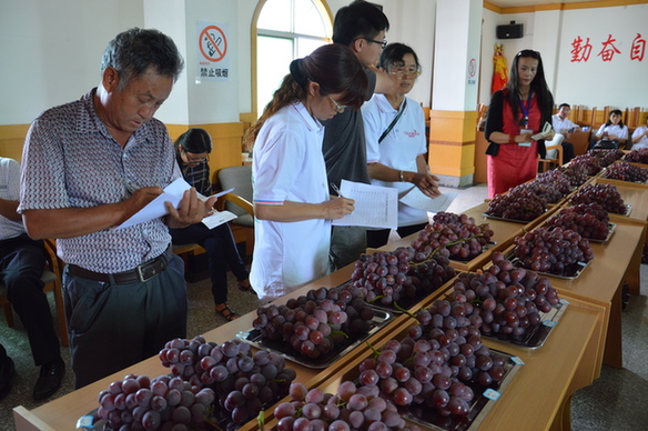 參與賓川葡萄文化旅游節(jié)，品嘗“最美葡萄”