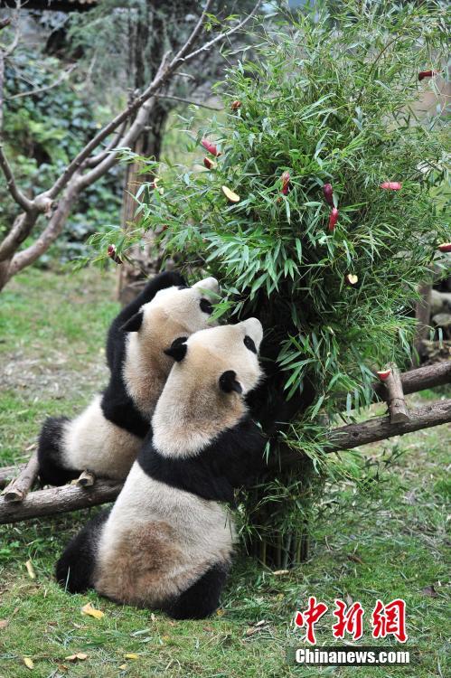 云南動物園大熊貓?zhí)崆跋碛?#8220;圣誕大餐”